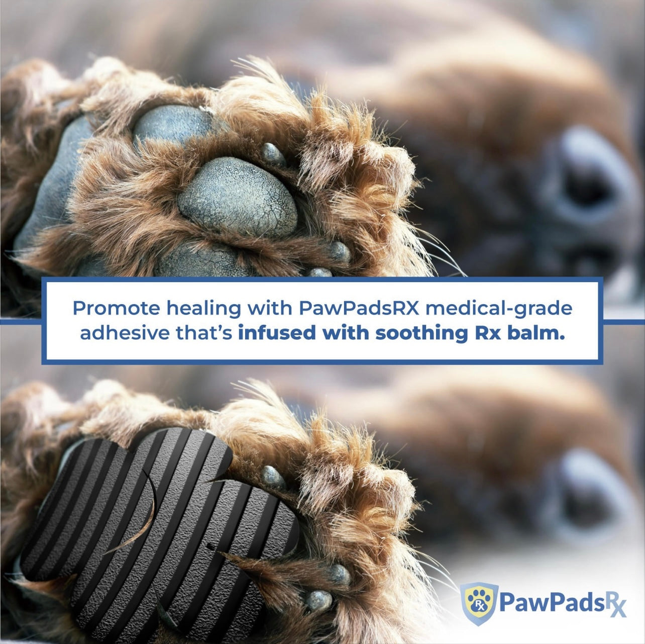PawPadsRX