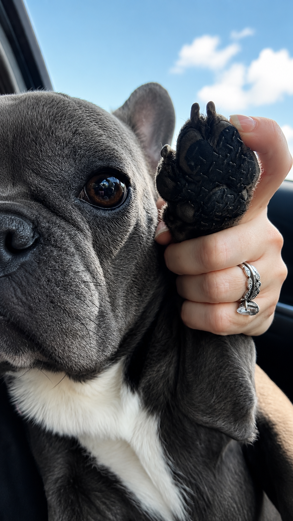 PawPadsRX